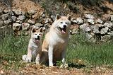 AKITA INU 396